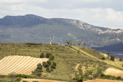 beer-briones_37